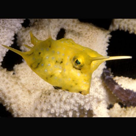 Lactoria cornuta 7 cm