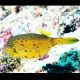 Ostracion cubicus 4 cm