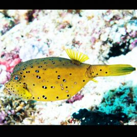 Ostracion cubicus 1-2 cm