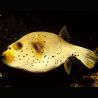 Arothron nigropunctatus : 12 à 15 cm  (ventre jaune)
