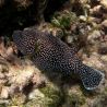 Arothron meleagris : 20-25 cm  