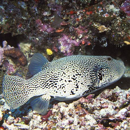 Arothron mappa : 8-12 cm  