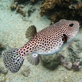 Arothron stellatus jaune 7-10 cm  185,00 €