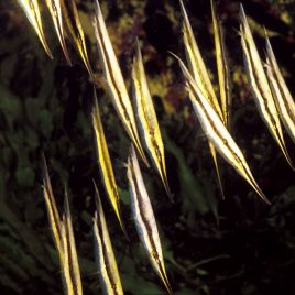 Aeoliscus strigatus : 6 à 10 cm (poisson rasoir)  