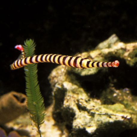 Doryrhamphus dactyliophorus : 7 à 10 cm 43,50 €