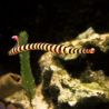 Doryrhamphus dactyliophorus : 7 à 10 cm