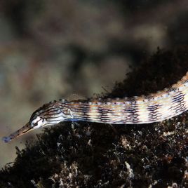 Corythoichthys Intestinalis : 6 à 10 cm  