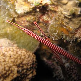Dunckerocampus Multiannulatus : 5-7  cm  