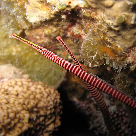 Dunckerocampus Multiannulatus : 5-7  cm  