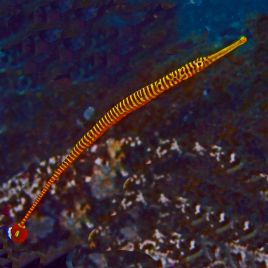 Dunckerocampus pessuliferus : 7 à 10 cm  