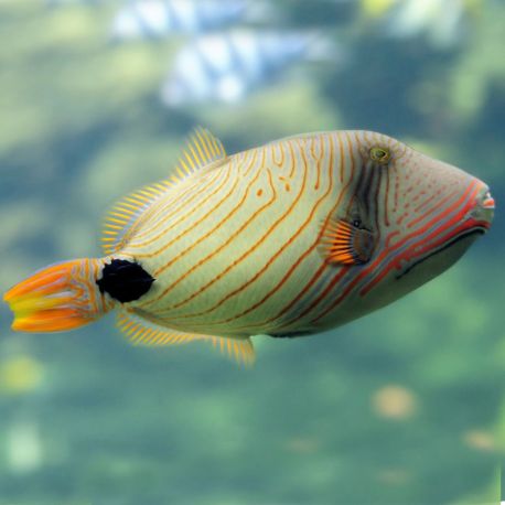 Balistapus undulatus : 6-8 cm  