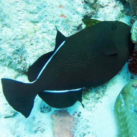 Melichthys indicus : 12-15  cm  