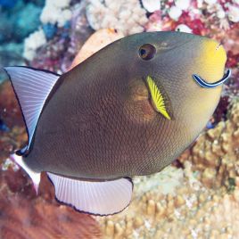 Melichthys vidua : 10  cm  