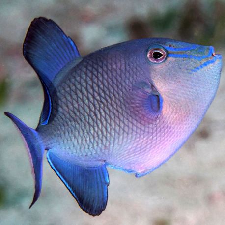 Odonus niger : 2 à 4 cm  29,50 €