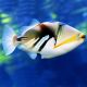 Rhinecanthus aculeatus-Picasso : 7-10 cm 47,50 €