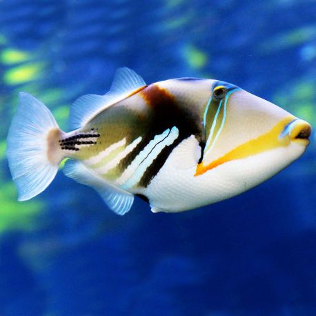 Rhinecanthus aculeatus-Picasso : 7-10 cm 47,50 €