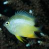 Amblyglyphidodon ternatensis 2-4 cm