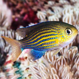Chromis vanderbilti (lot de 4)