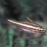 Apogon Margaritophorus - Ostorhinchus margaritophorus 2-3 cm