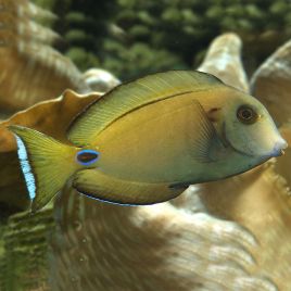 Acanthurus Tennenti : 6-8 cm  54,50 €