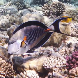 Acanthurus Sohal : 10 à 12 cm  