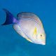 Acanthurus Xanthopterus 4-7 cm 52,50 €