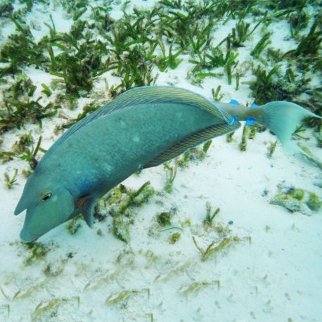 Naso Unicornis : 5 à 8 cm  