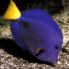 Zebrasoma Xanthurum : 5 à 8 cm 147,50 €