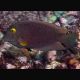Ctenochaetus Truncatus 3-5 cm 37,50 €