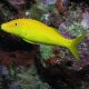 Parupeneus cyclostomus 8-10 cm 39,50 €