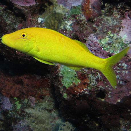 Parupeneus cyclostomus 8-10 cm