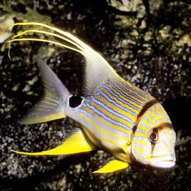 Symphorichthys spilurus : 5 à 7 cm  