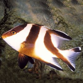 Lutjanus sebae : 5 à 8 cm  