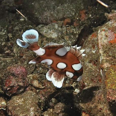 Plectorhinchus chaetodonoides  9-12 cm  