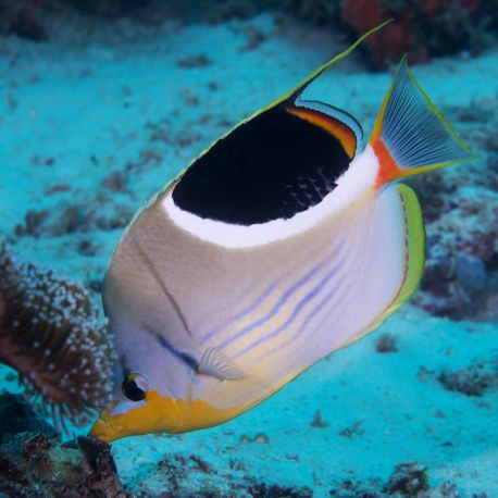 Chaetodon ephippium : 7 à 10 cm  76,50 €