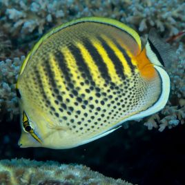 Chaetodon punctatofasciatus : 8 à 10 cm  