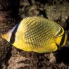 Chaetodon rafflesii : 7 à 10 cm