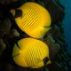 Chaetodon semilarvatus : 8-10 cm  209,00 €