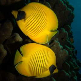 Chaetodon semilarvatus : 8-10 cm