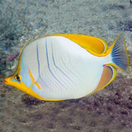 Chaetodon xanthocephalus : 5 à 7 cm  