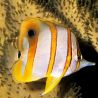 Chelmon rostratus : 5-7 cm  