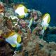 Hemitaurichthys polylepis : 7-9 cm  97,50 €