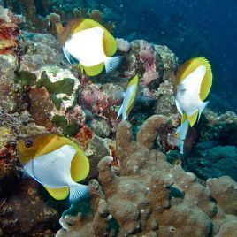 Hemitaurichthys polylepis : 7-9 cm  