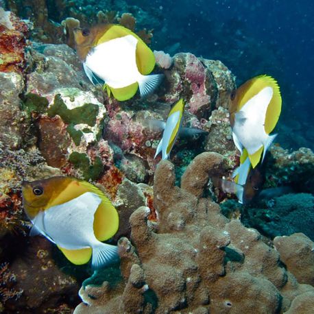 Hemitaurichthys polylepis : 7-9 cm  