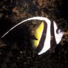 Heniochus acuminatus : 5-7 cm