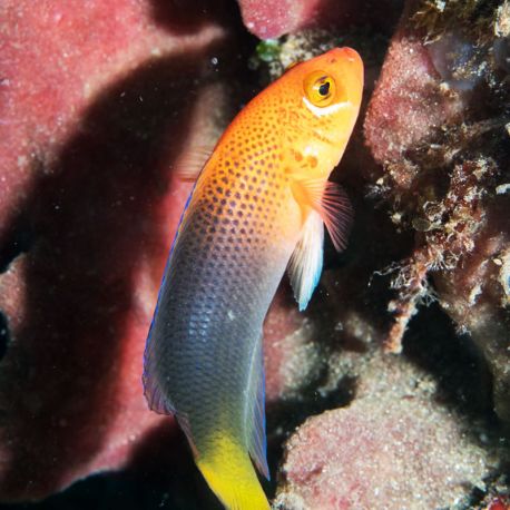 Pseudochromis steenei mâle : 7 à 10 cm  43,50 €