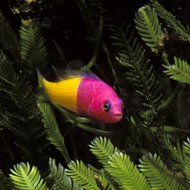 Pseudochromis paccagnellae : 3 à 5 cm  