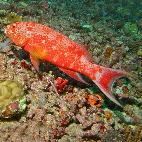 Variola albimarginata 6-8 cm