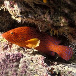 Cephalopholis miniata : 8 à 10 cm  