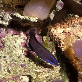 Pseudochromis Springeri  3-4 cm  